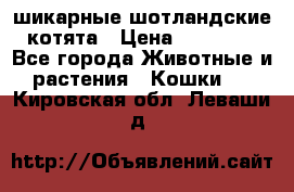 шикарные шотландские котята › Цена ­ 15 000 - Все города Животные и растения » Кошки   . Кировская обл.,Леваши д.